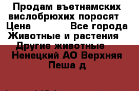 Продам въетнамских вислобрюхих поросят › Цена ­ 2 500 - Все города Животные и растения » Другие животные   . Ненецкий АО,Верхняя Пеша д.